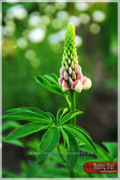 https://new.tapchihuongviet.de/wp-content/uploads/2011/01/tapchihuongviet_gncn_101.jpg
