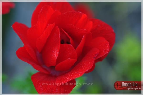https://new.tapchihuongviet.de/wp-content/uploads/2011/01/tapchihuongviet_gncn_101.jpg