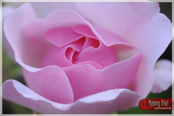 https://new.tapchihuongviet.de/wp-content/uploads/2011/01/tapchihuongviet_gncn_101.jpg