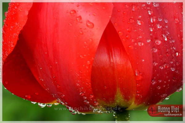 https://new.tapchihuongviet.de/wp-content/uploads/2011/01/tapchihuongviet_gncn_101.jpg