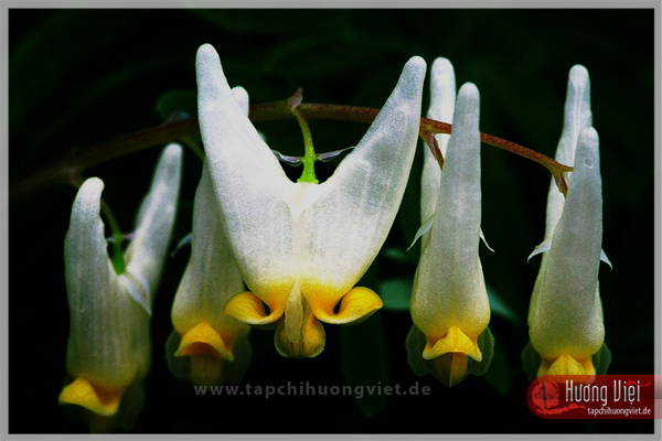 https://new.tapchihuongviet.de/wp-content/uploads/2011/01/tapchihuongviet_gncn_101.jpg