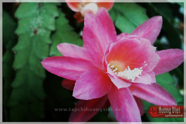 https://new.tapchihuongviet.de/wp-content/uploads/2011/01/tapchihuongviet_gncn_101.jpg