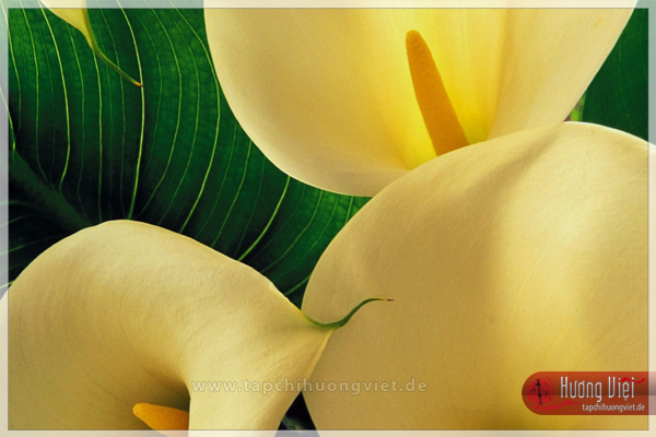 https://new.tapchihuongviet.de/wp-content/uploads/2011/01/tapchihuongviet_gncn_101.jpg
