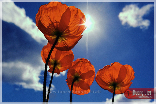https://new.tapchihuongviet.de/wp-content/uploads/2011/01/tapchihuongviet_gncn_101.jpg