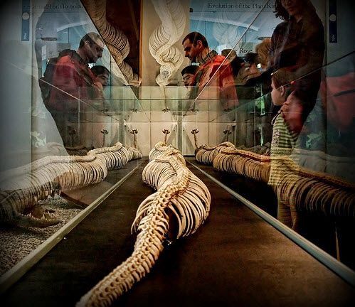 Bảo tàng tự nhiên Senckenberg